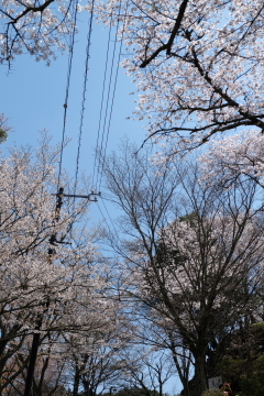 吉野山の千本桜〜あと少し・・・。_c0339296_02032755.jpg