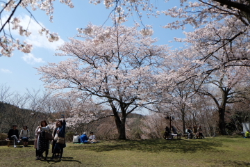 吉野山の千本桜〜あと少し・・・。_c0339296_02035493.jpg