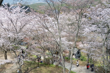 吉野山の千本桜〜あと少し・・・。_c0339296_02040796.jpg