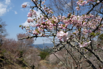 吉野山の千本桜〜あと少し・・・。_c0339296_02041216.jpg