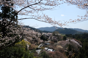 吉野山の千本桜〜あと少し・・・。_c0339296_02043477.jpg