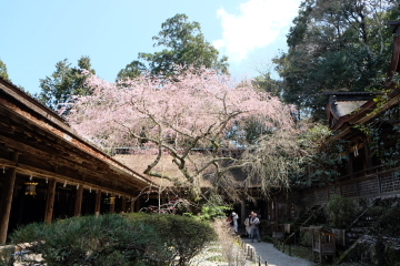 吉野山の千本桜〜あと少し・・・。_c0339296_02044253.jpg