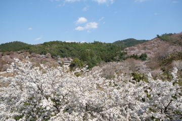 吉野山の千本桜〜あと少し・・・。_c0339296_02051226.jpg