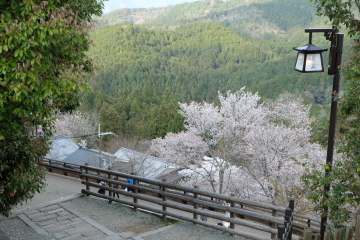 吉野山の千本桜〜あと少し・・・。_c0339296_02052943.jpg