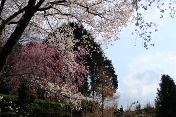 吉野山の千本桜〜あと少し・・・。_c0339296_02053396.jpg