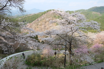 吉野山の千本桜〜あと少し・・・。_c0339296_02055859.jpg