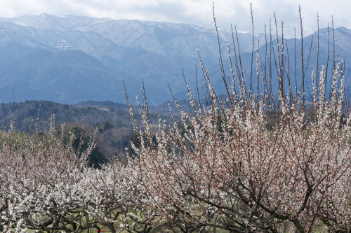 梅　～いなべ農業公園_e0366896_22304167.jpg