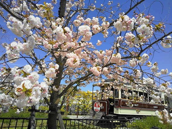 京都市 イマムラ総業のフライと梅小路公園の桜_e0187697_20524829.jpg