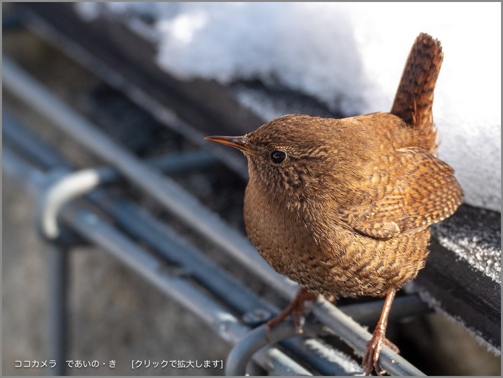 写真日記・春待ちの森・2019.4.13-ミソサザイ編_c0336400_13130103.jpg