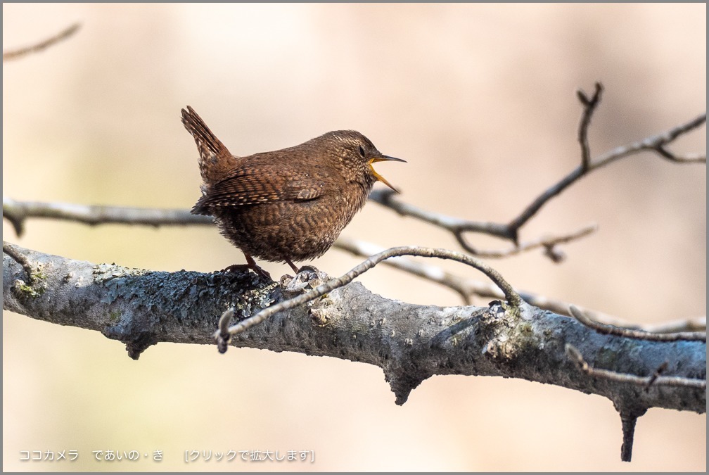 写真日記・春待ちの森・2019.4.13-ミソサザイ編_c0336400_17341956.jpg