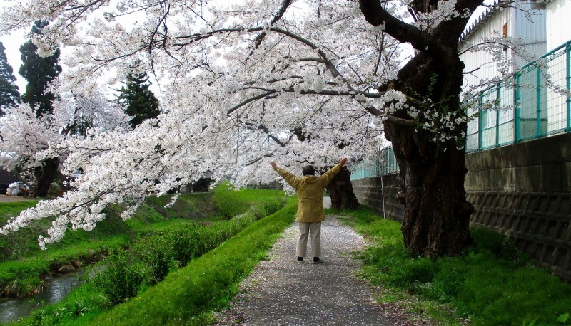 お馬出し公園近辺青田川桜満開_b0163804_12033725.jpg