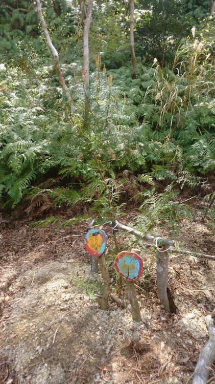 ヒノキの植樹体験とイノシシカレーを味わう一日_d0161505_06470608.jpg