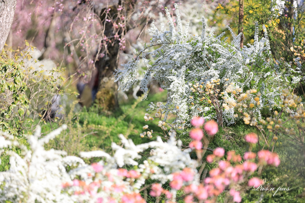 夢の花園　_e0308105_20015720.jpg