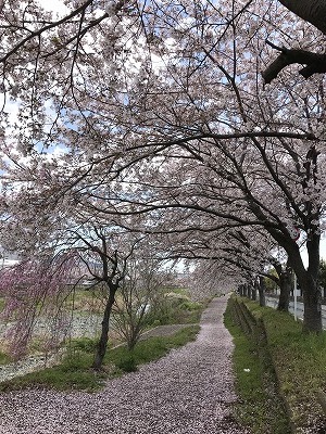 平成最後の桜散策_d0180506_01211658.jpg