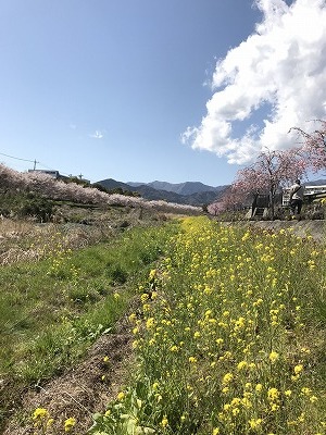 平成最後の桜散策_d0180506_01331246.jpg