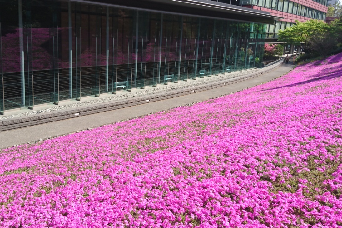 都心の芝桜 三田ツインビル西館 こころ絵日記 Vol 2
