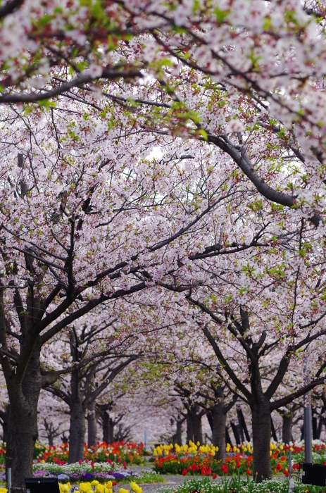 あきらめきれず桜_a0251116_13000413.jpg