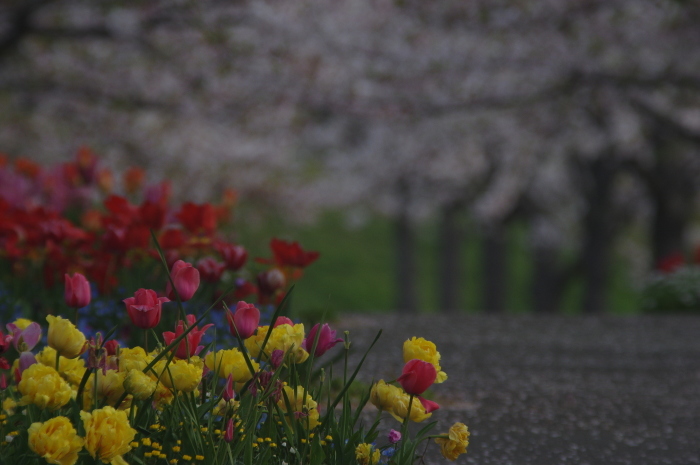 あきらめきれず桜_a0251116_13004535.jpg