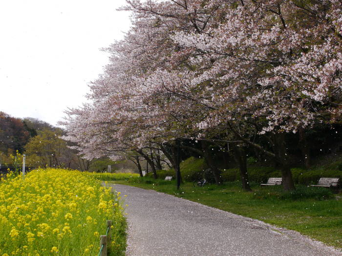 あきらめきれず桜_a0251116_13020878.jpg