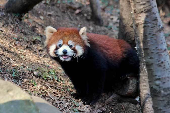 レッサーパンダの親子「フランケン＆タオファ＆リーファ」（多摩動物公園）_b0355317_21181461.jpg