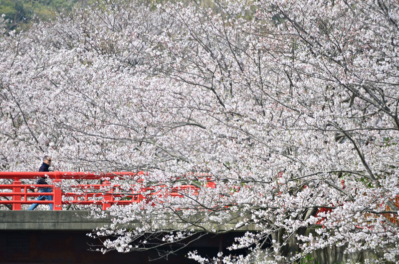 里の桜（一）_e0362418_18003606.jpg