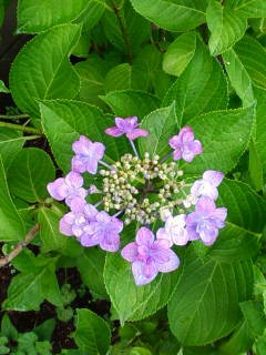 c0074721_14164562.jpg
