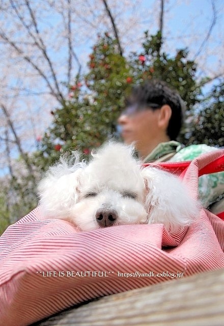 さくら*2019 Part II_d0083623_12483420.jpg