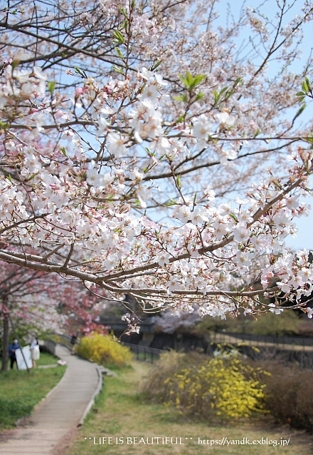 さくら*2019 Part II_d0083623_12484082.jpg