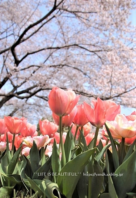 さくら*2019 Part II_d0083623_12485362.jpg
