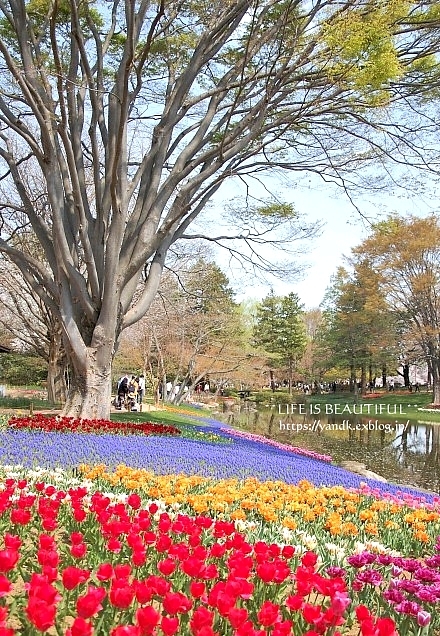 さくら*2019 Part II_d0083623_12490413.jpg