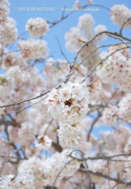 さくら*2019 Part II_d0083623_12492834.jpg
