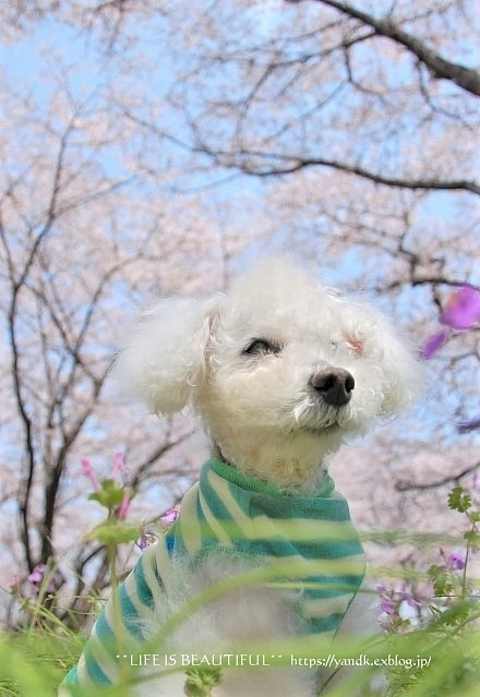 さくら*2019 Part II_d0083623_12493526.jpg