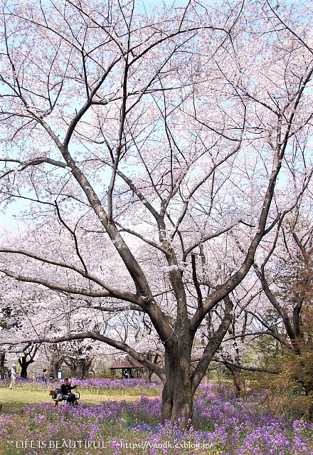 さくら*2019 Part II_d0083623_12494411.jpg