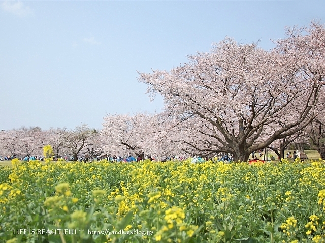 さくら*2019 Part II_d0083623_12501746.jpg
