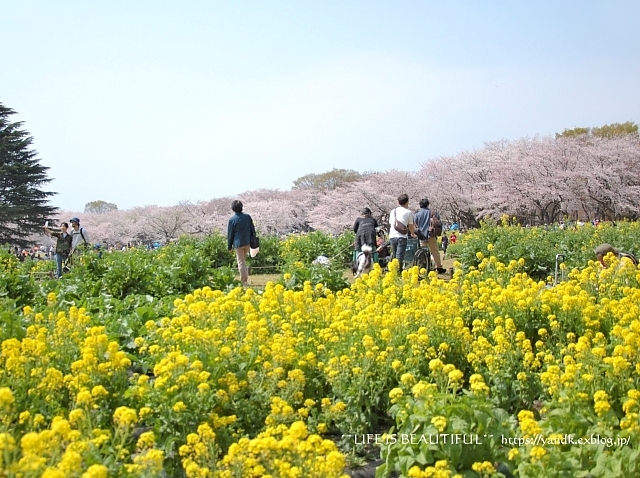 さくら*2019 Part II_d0083623_12503068.jpg