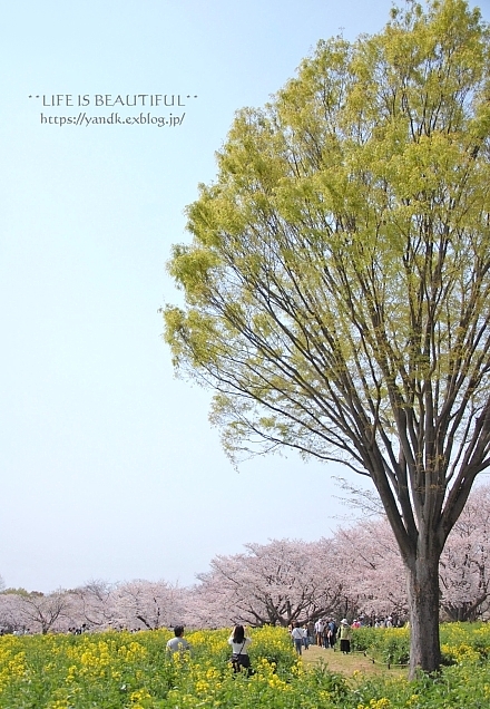 さくら*2019 Part II_d0083623_12504642.jpg