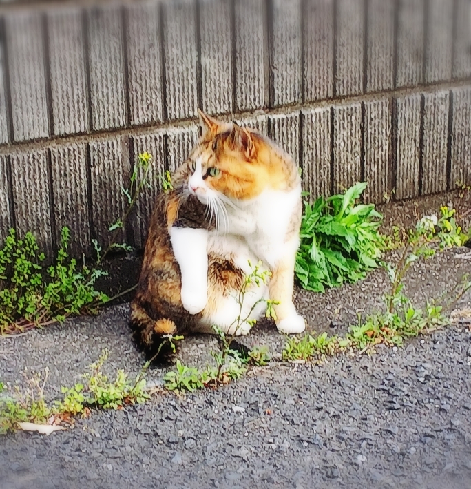 ミーちゃん 青梅ニャンだふる Life