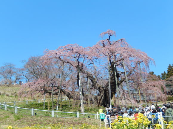 平成最後の圧倒的桜。_a0226627_13525741.jpg