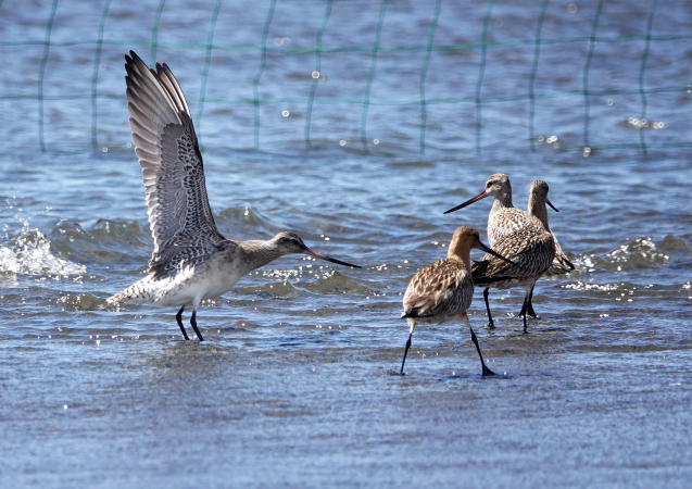 行く鳥、来る鳥。三番瀬びより。②_c0104227_11102103.jpg