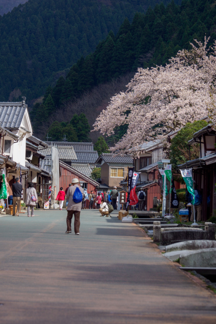 海津大崎の桜_c0077531_22320470.jpg