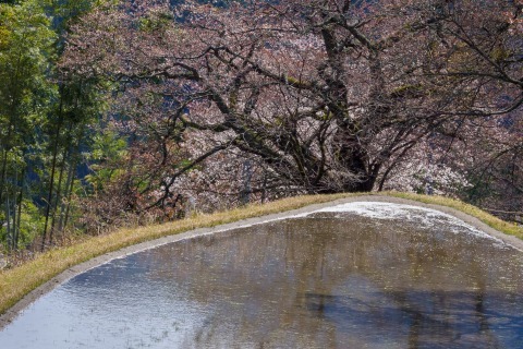 三多気の桜_c0077531_23065111.jpg