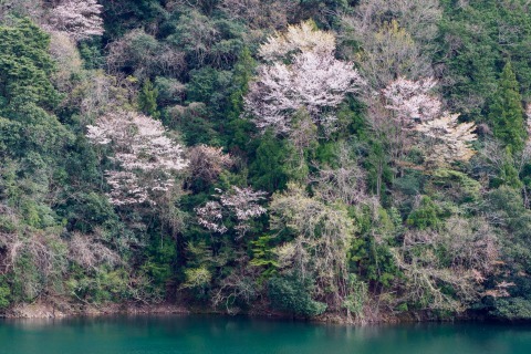 三多気の桜_c0077531_23070371.jpg