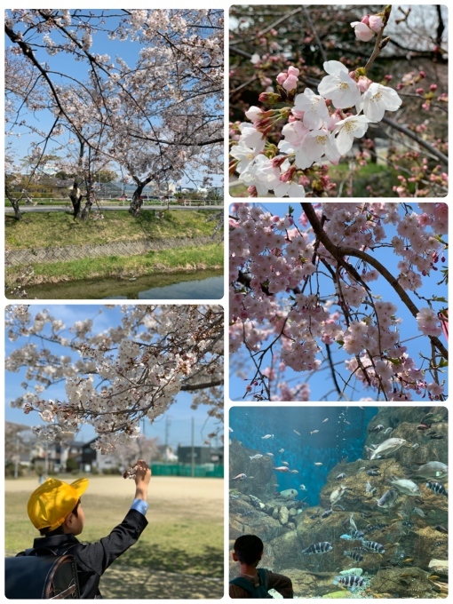 桜の季節&#127800;_d0080331_21214370.jpeg