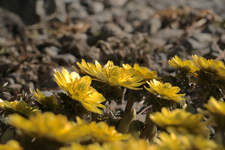 f0009433_15204233.jpg