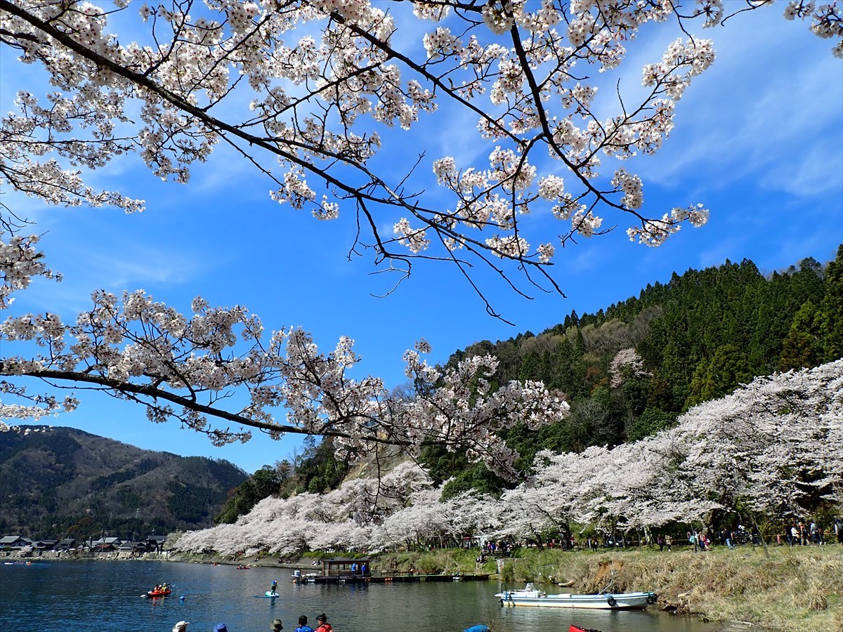 △　桜咲く海津大崎(東山経由)　△_f0348933_17102698.jpg