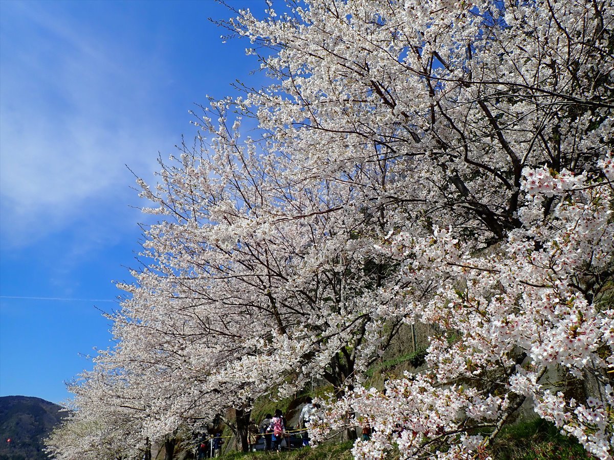 △ 桜咲く海津大崎(東山経由) △_f0348933_17362023.jpg