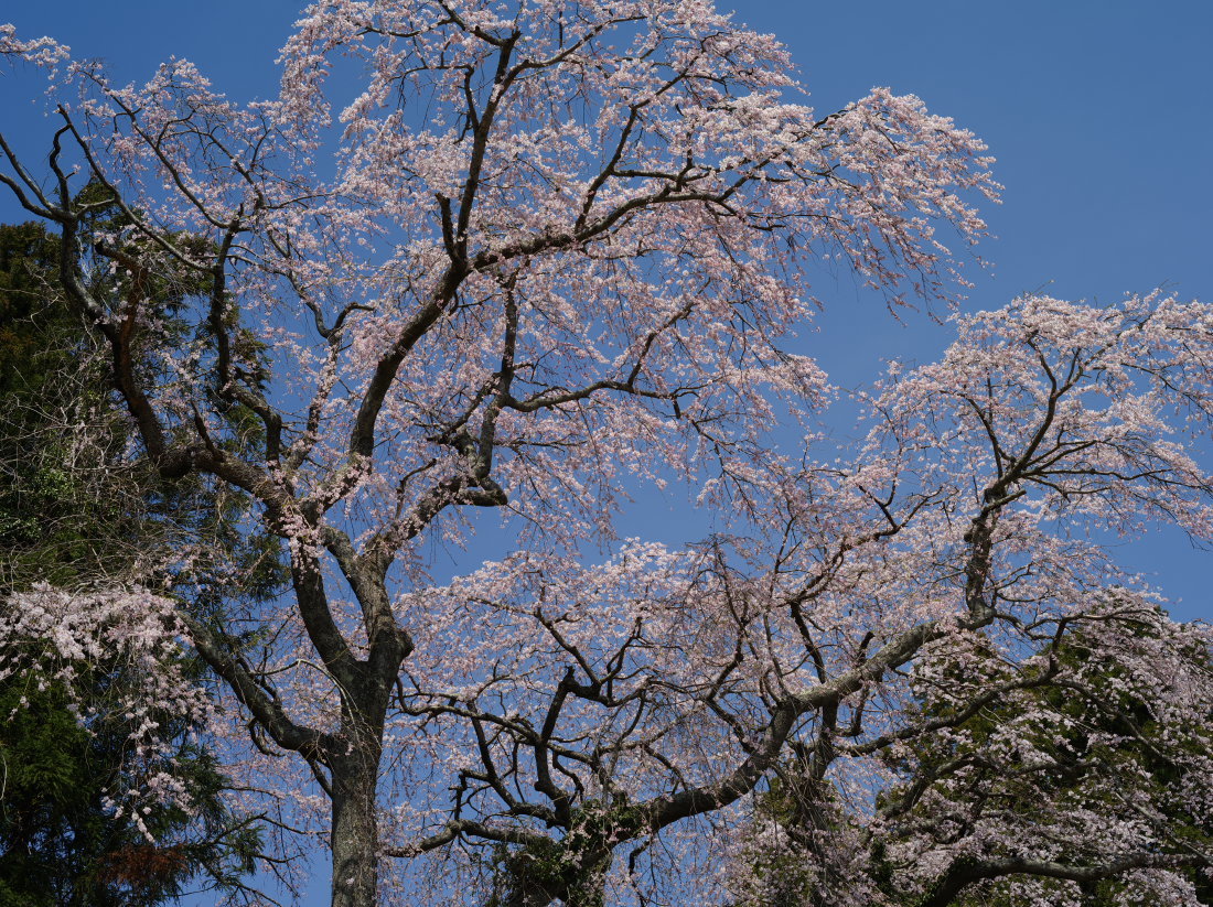 桜の季節 Pentax 645d Moto Emgと秘密の部屋