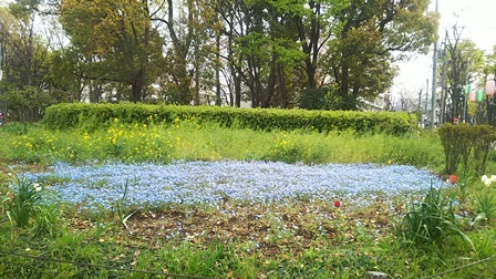 浮間公園と浮間ヶ原桜草圃場_b0080342_16523215.jpg