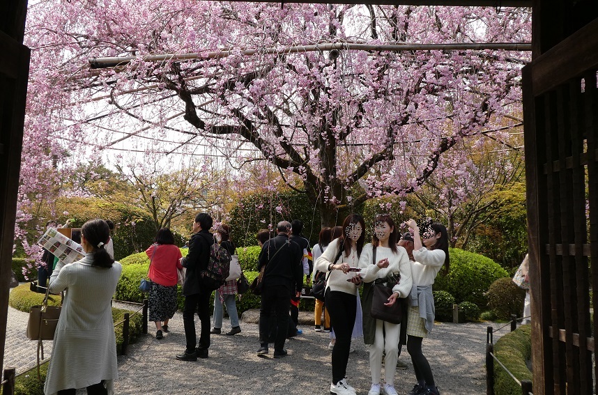 京都でお花見　⑤妙心寺・退蔵院／北野天満宮_d0288144_22011578.jpg