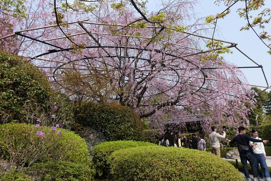 京都でお花見　⑤妙心寺・退蔵院／北野天満宮_d0288144_22061181.jpg